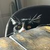 nell_wickstrom